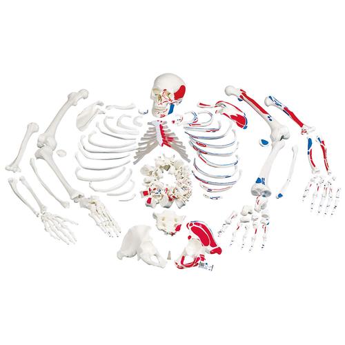 human skeleton labeled. skeleton color labeled