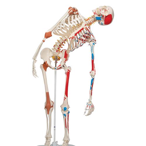 human skeleton model. zoom. A13: