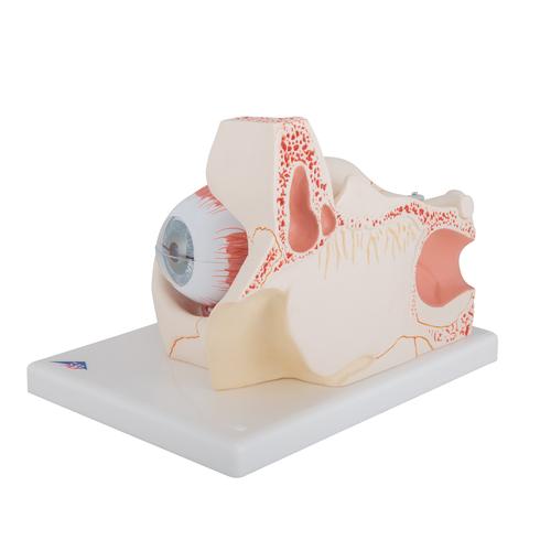 Human Eye Model, 3 times Full-Size, 7 part - 3B Smart Anatomy, 1000258 [F13], Eye Models
