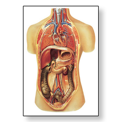 human anatomy chart. V2006U: Internal organs Chart