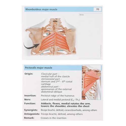 The Muscles (Flash Cards) (Flash Anatomy) Flash Anatomy