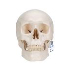 Classic Human Skull Model, 3 part - 3B Smart Anatomy, 1020159 [A20], Human Skull Models
