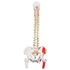 Classic Human Flexible Spine Model with Femur Heads & Painted Muscles - 3B Smart Anatomy, 1000123 [A58/3], Human Spine Models