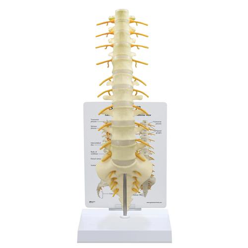 Sacrum -T8 Spine Model, 1019508, Vertebra Models