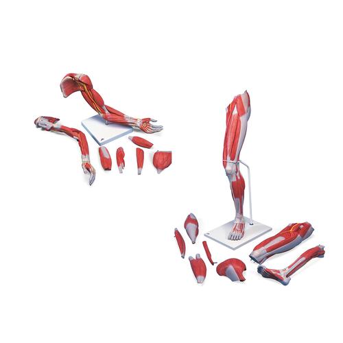 Anatomy Set Life-Sized Muscled Arm & Leg Luxury, 8001089 [3010307], Muscle Models
