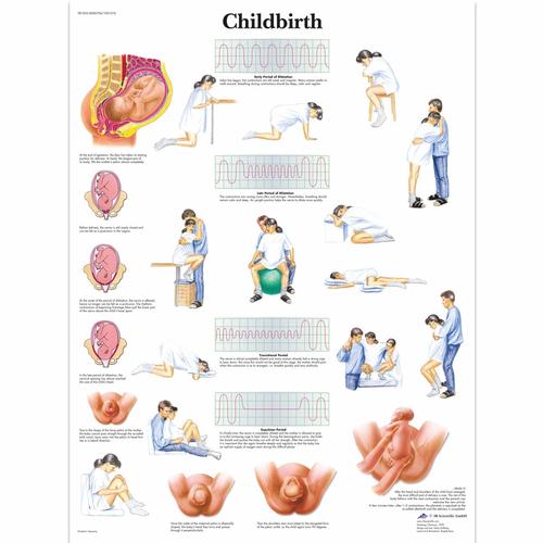 Birthing Simulator & Stages Set, 8000888 [3011953], Anatomy Sets