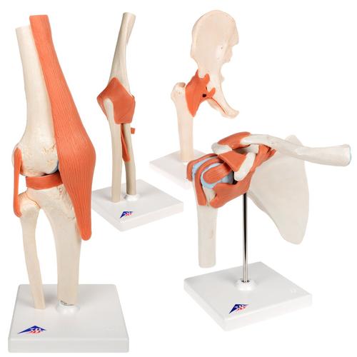 Anatomy Set Joints Luxury, 8000834, Joint Models