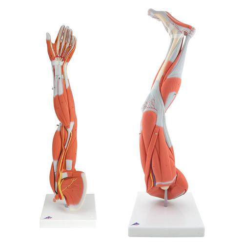 Anatomy Set Muscled Limbs, 8000841, Muscle Models