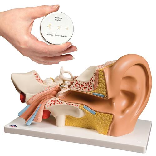 Anatomy Set Ear, 8000844, Ear Models