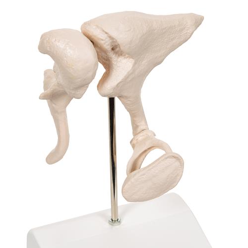 Human Ossicle Model, 20-times Maginified - 3B Smart Anatomy, 1012786 [A101], Individual Bone Models