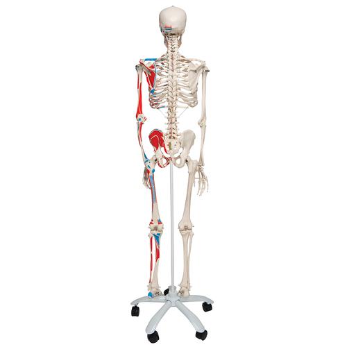 Human Skeleton Model Max with Painted Muscle Origins & Inserts - 3B Smart Anatomy, 1020173 [A11], Skeleton Models - Life size