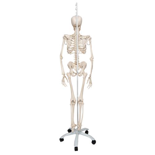 Physiological Human Skeleton Model Phil on Hanging Stand - 3B Smart Anatomy, 1020179 [A15/3], Skeleton Models - Life size