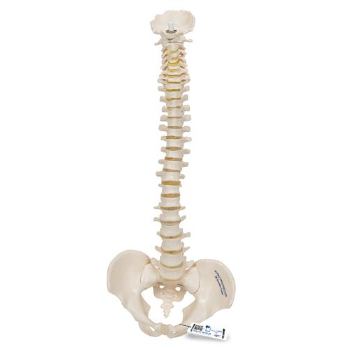Mini Human Spinal Column Model, Flexible Mounted - 3B Smart Anatomy, 1000042 [A18/20], Mini Skeleton Models