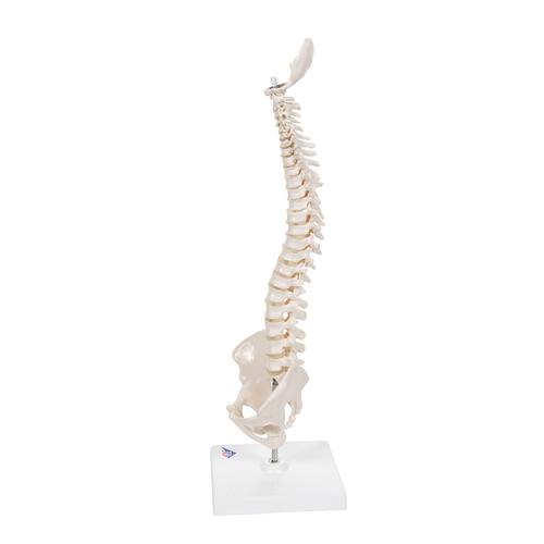 Mini Human Spinal Column Model, Flexible Mounted, on Removable Base - 3B Smart Anatomy, 1000043 [A18/21], Mini Skeleton Models