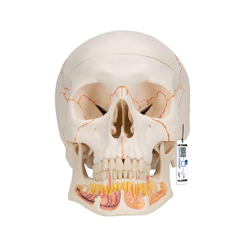 Classic Human Skull Model with Opened Lower Jaw, 3 part - 3B Smart Anatomy, 1020166 [A22], Human Skull Models
