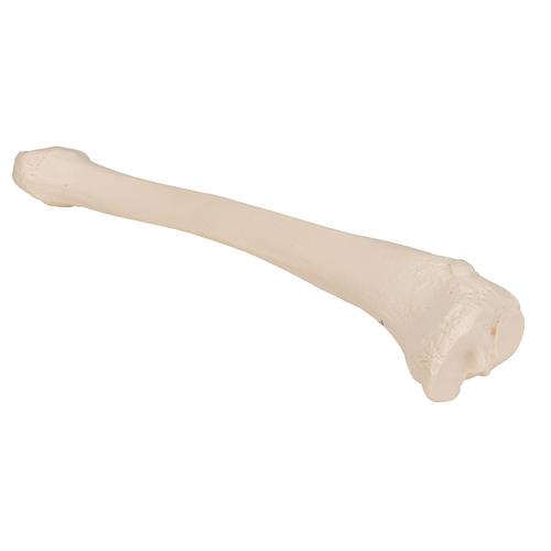 Human Tibia Model- 3B Smart Anatomy, 1019363 [A35/3], Leg and Foot Skeleton Models