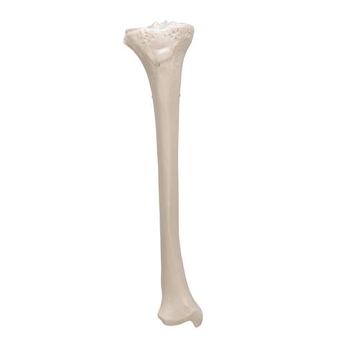 Human Tibia Model- 3B Smart Anatomy, 1019363 [A35/3], Leg and Foot Skeleton Models