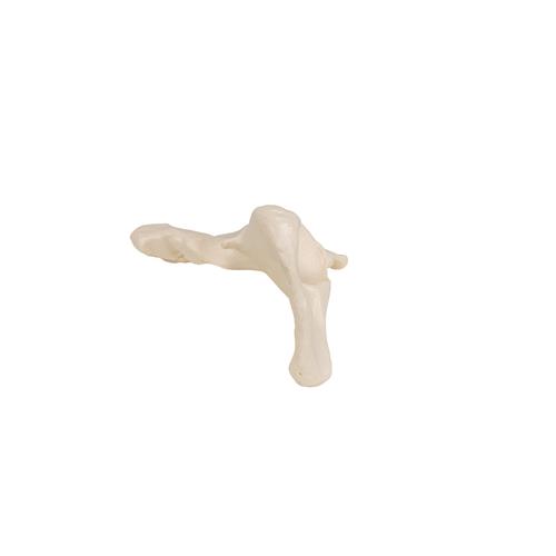 Human Hip Bone Model - 3B Smart Anatomy, 1019365 [A35/5], Leg and Foot Skeleton Models
