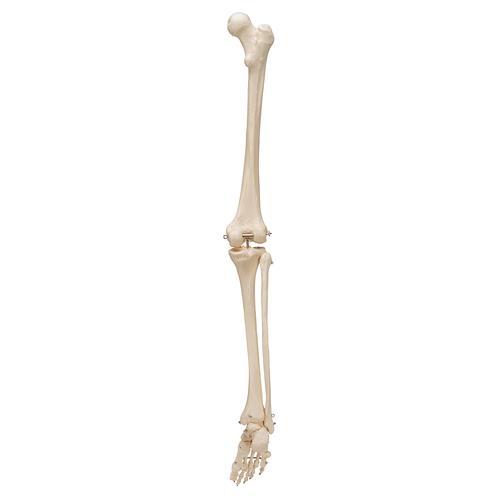Human Skeleton of Leg with Foot, Wire Mounted - 3B Smart Anatomy, 1019359 [A35], Leg and Foot Skeleton Models
