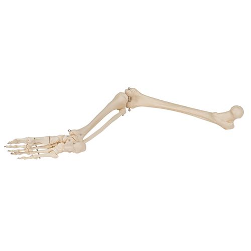 Human Skeleton of Leg with Foot, Wire Mounted - 3B Smart Anatomy, 1019359 [A35], Leg and Foot Skeleton Models