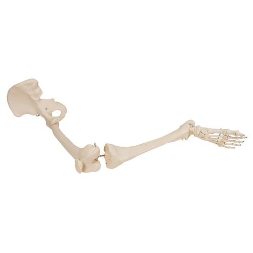Human Leg Skeleton Model with Hip Bone - 3B Smart Anatomy, 1019366 [A36], Leg and Foot Skeleton Models