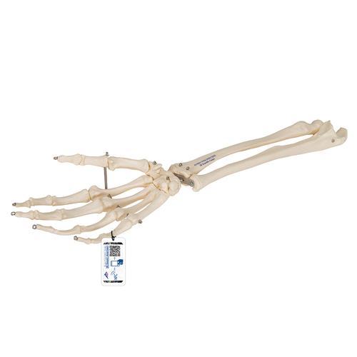Human Hand Skeleton Model with Ulna & Radius, Wire Mounted - 3B Smart Anatomy, 1019370 [A41], Arm and Hand Skeleton Models
