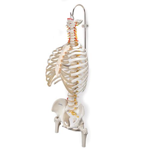 Stand for Spinal Columns and Skeletons, 3 part, 1000132 [A59/8], Human Spine Models