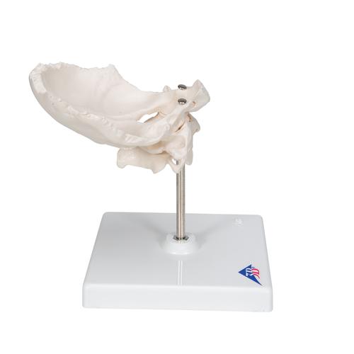 Atlas & Axis Model with Occipital Plate, Wire Mounted, on Removable Stand - 3B Smart Anatomy, 1000142 [A71/5], Individual Bone Models