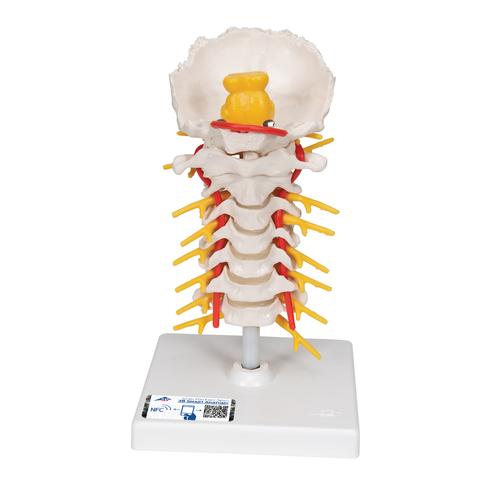 Cervical Human Spinal Column Model - 3B Smart Anatomy, 1000144 [A72], Vertebra Models