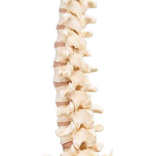 BONElike Human Vertebral Column Model - 3B Smart Anatomy, 1000157 [A794], Human Spine Models
