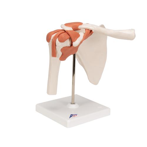 Functional Human Shoulder Joint - 3B Smart Anatomy, 1000159 [A80], Joint Models