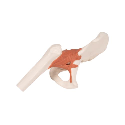 Functional Human Hip Joint Model - 3B Smart Anatomy, 1000161 [A81], Joint Models