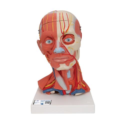 Head and Neck Musculature Model, 5 part - 3B Smart Anatomy, 1000214 [C05], Head Models