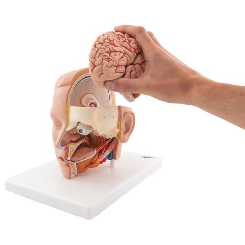 Human Head Model, 6 part - 3B Smart Anatomy, 1000217 [C09/1], Head Models