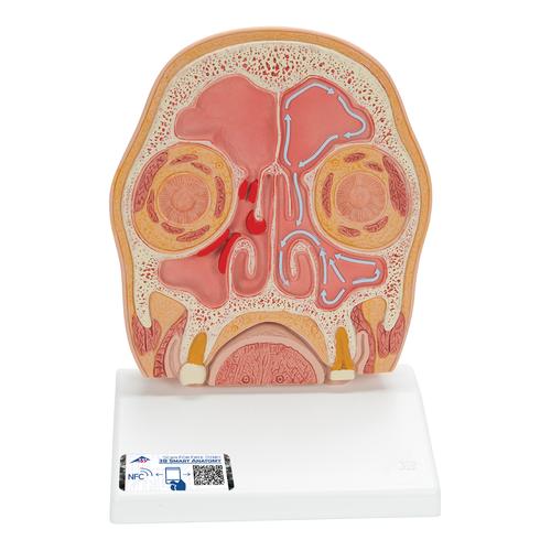 Model of Frontal Section of Human Head (paranasal sinuses) - 3B Smart Anatomy, 1012789 [C13/1], Head Models
