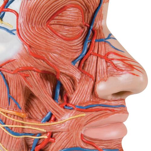 Half Head Model with Neck, Muscles, Blood Vessels & Nerve Branches - 3B Smart Anatomy, 1000221 [C14], Head Models