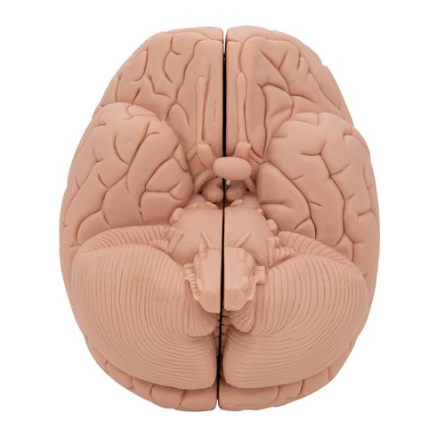 Introductory Human Brain Model, 2 part - 3B Smart Anatomy, 1000223 [C15/1], Brain Models