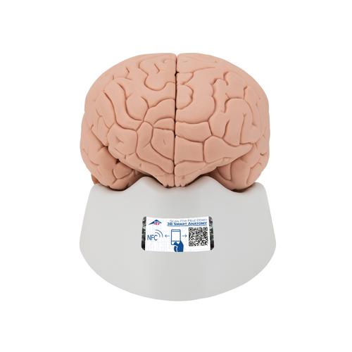 Human Brain Model, 2 part - 3B Smart Anatomy, 1000222 [C15], Brain Models