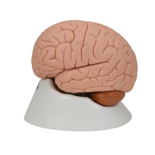 Human Brain Model, 2 part - 3B Smart Anatomy, 1000222 [C15], Brain Models