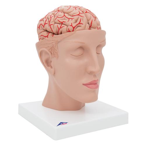 Human Brain Model with Arteries on Base of Head, 8 part - 3B Smart Anatomy, 1017869 [C25], Brain Models