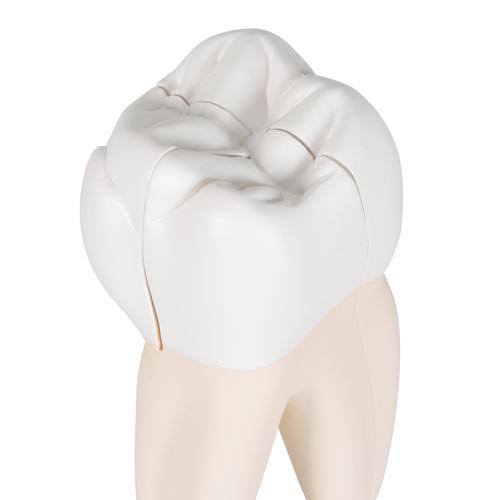 Upper Triple-Root Molar Human Tooth Model, 3 part - 3B Smart Anatomy, 1017580 [D10/5], Replacements