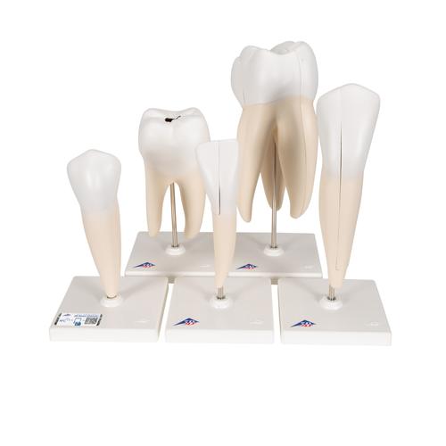 Human Tooth Models Set "Classic Series", 5 Models  - 3B Smart Anatomy, 1017588 [D10], Dental Models