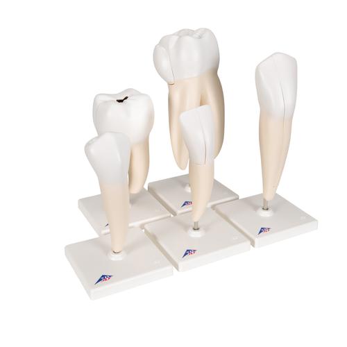 Human Tooth Models Set "Classic Series", 5 Models  - 3B Smart Anatomy, 1017588 [D10], Dental Models