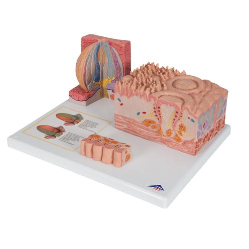3B MICROanatomy Human Tongue Model - 3B Smart Anatomy, 1000247 [D17], Microanatomy Models 