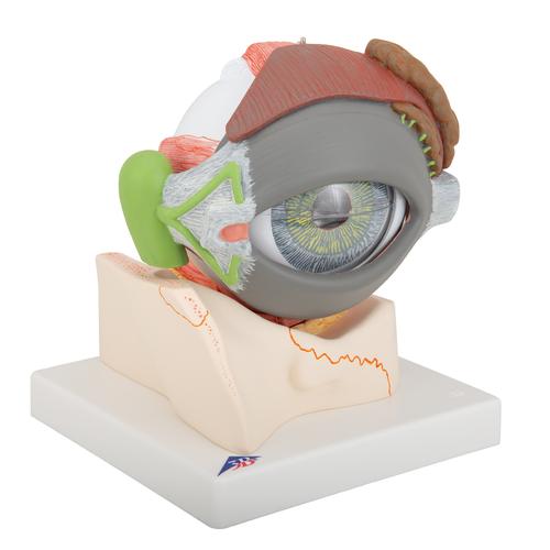 Human Eye Model, 5 times full-size, 8 part - 3B Smart Anatomy, 1000257 [F12], Eye Models