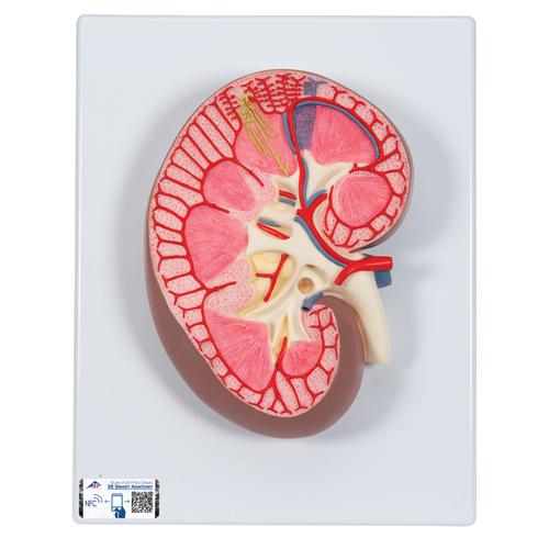 Kidney Section Model, 3 times Full-Size - 3B Smart Anatomy, 1000296 [K10], Urology Models
