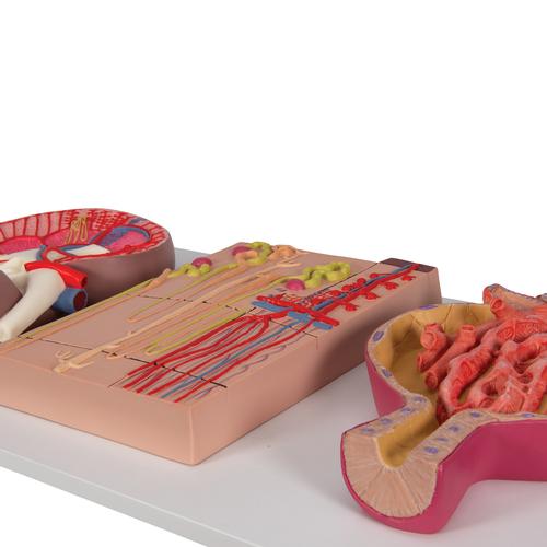 Human Kidney Section Model with Nephrons, Blood Vessels & Renal Corpuscle - 3B Smart Anatomy, 1000299 [K11], Urology Models