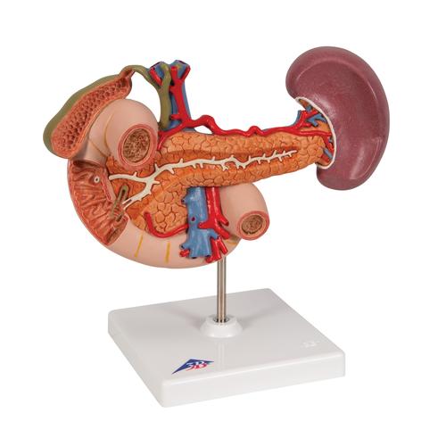 Life-Size Model of Rear Organs of Upper Abdomen - 3B Smart Anatomy, 1000309 [K22/2], Urology Models