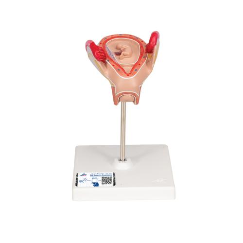 Embryo Model, 2nd Month - 3B Smart Anatomy, 1000323 [L10/2], Human
