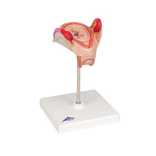 Embryo Model, 2nd Month - 3B Smart Anatomy, 1000323 [L10/2], Human